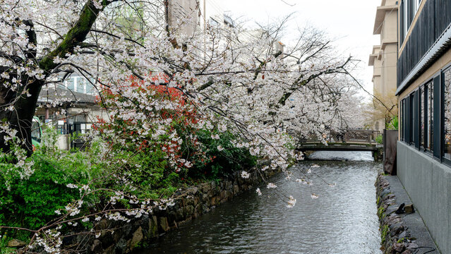 Bridge over Takase River with cherry blossoms in Kyoto