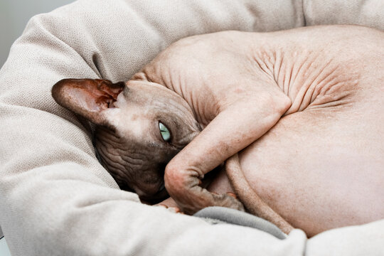 Canadian Sphynx cat resting in a cozy bed at home during a bright afternoon