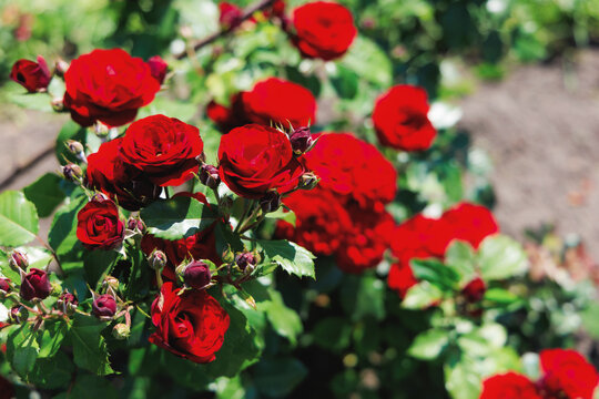 Varietal roses bloom in a garden during sunny days showing their bright red colors and lush green leaves