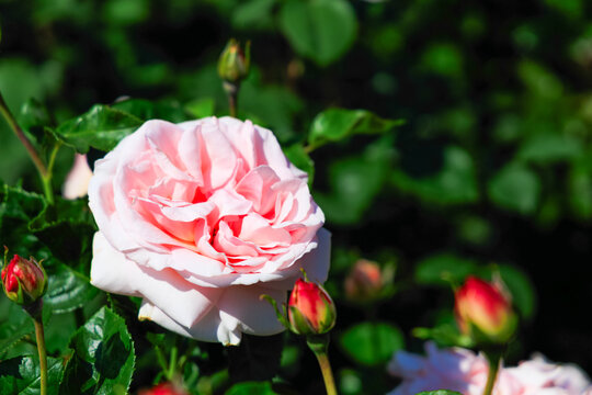 Varietal roses growing in a sunny garden during springtime showcasing their colors and details