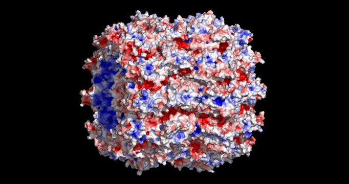 Rabies virus nucleoprotein bound to RNA showing electrostatic surface potential, 8FFR 3D structure 4K