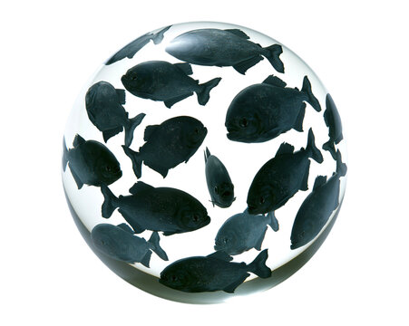 A school of black piranha fish swimming inside a clear sphere isolated on transparent background png cutout