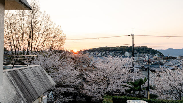 Cherry blossoms in full bloom along Philosopher's Path