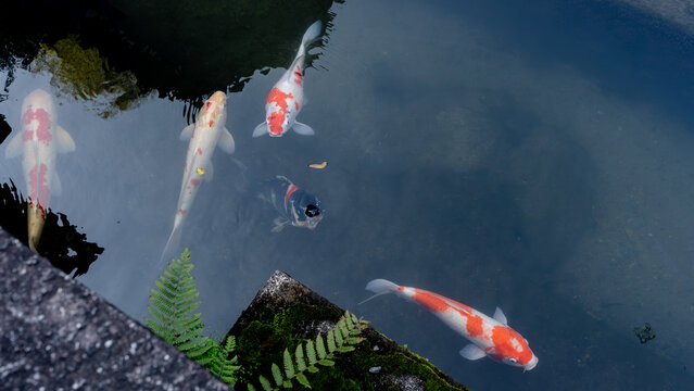 Koi fish at the entrance to Higashi Hongan-ji Temple