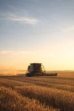 Combine harvester working in wheat field during sunset. Agricultural machine harvesting grain crop. Farming seasonal activity, autumn harvest concept. Industrial food production agriculture.