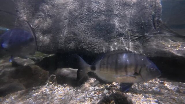 Underwater video clip of blue seabream fish swimming near large rocks on sandy ocean floor