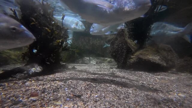 Underwater video clip of a school of silver bream fish swimming near shallow sandy seabed with water surface reflections
