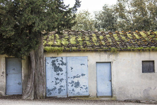 View of a rustic, weathered building with peeling light blue doors and a moss-covered tiled roof, situated next to a tall cypress tree in Florence, Tuscany, Italy.