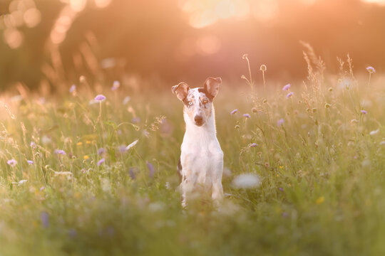 Rough Collie puppy in a meadow at sunset