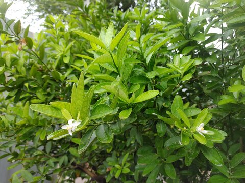 Lush green foliage of Murraya paniculata shrub, fresh orange jasmine leaves with small white flowers, natural botanical background