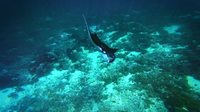 Reef manta ray Mobula alfredi underwater video footage, large graceful pair of ray gliding over tropical coral reef in deep blue sea, Komodo National Park, Indonesia, vulnerable marine wildlife.