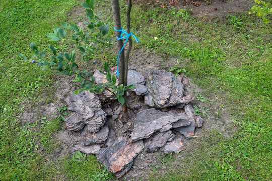 A young blueberry sapling is carefully mulched with large pieces of pine bark on a green lawn. Mulching helps retain moisture and maintain necessary soil acidity for the healthy growth of the garden p