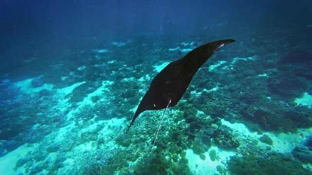 Reef manta ray Mobula alfredi underwater video footage, large graceful pair of ray gliding over tropical coral reef in deep blue sea, Komodo National Park, Indonesia, vulnerable marine wildlife.