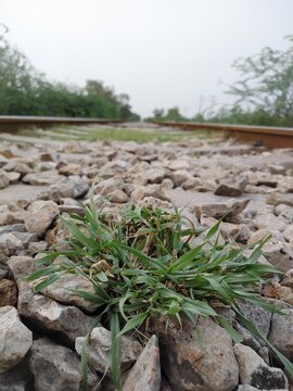 Low angle railway tracks with ballast stones and green grass, abandoned railroad line in misty morning, rustic train tracks perspective