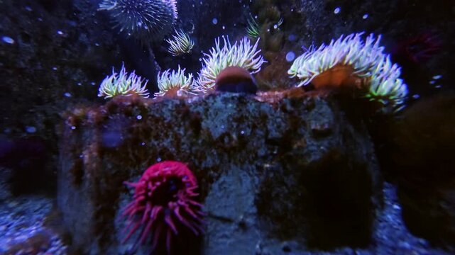 Underwater video clip of colorful sea anemones and a sea urchin on dark rocky seabed with particle reflections