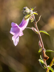 Close-up view of a light pink bell shaped flower of a n African Foxglove, (Ceratotheca triloba) in the warm morning sunlight in the grasslands of Eswatini. © Marieke