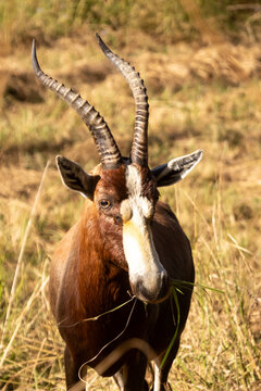 Headshot of a (Damaliscuspygargus) blesbok busy eating the lang dry grass of the grasslands of the MlilwaneWildlife Sanctuary in Estwatini.