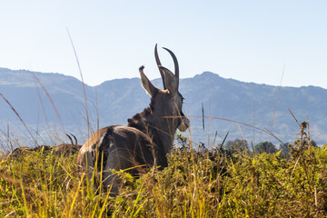 Roan antelope (Hippotragus equinus) looking over its shoulder in the long grasses of the grasslands of Mlilwane Wildlife Sanctuary, Estwatini © Marieke