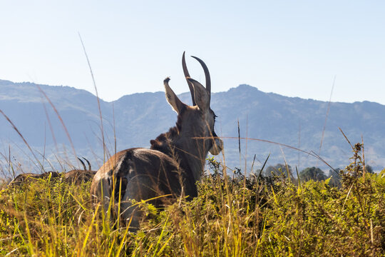 Roan antelope (Hippotragus equinus) looking over its shoulder in the long grasses of the grasslands of Mlilwane Wildlife Sanctuary, Estwatini