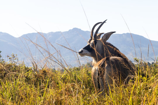 Roan antelope (Hippotragus equinus) looking over its shoulder in the long grasses of the grasslands of Mlilwane Wildlife Sanctuary, Estwatini