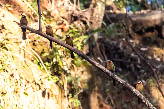 A row of colorful White-fronted Bee-eaters (Meropsbullockoides) perched in a line on a bare diagonal branch in a donga in MliwanweWildlife sanctuary in Estwatini.