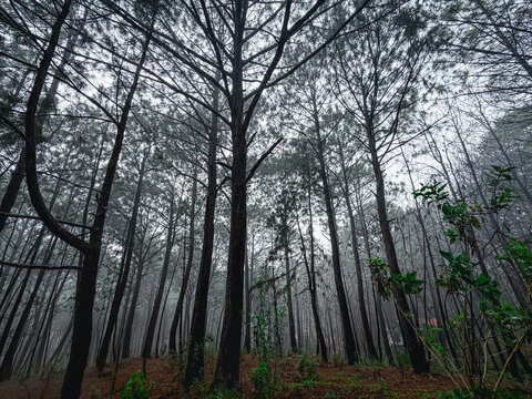 Fr&iacute;o invierno en el bosque de Mazamitla Jalisco M&eacute;xico 