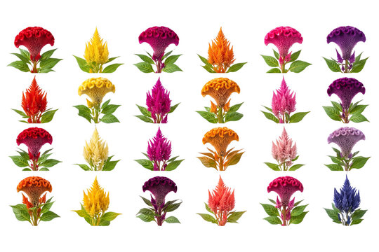 Colorful celosia flower collection set isolated on black background, cockscomb and plumed celosia flowers set in red, yellow, orange, pink, and purple colors.