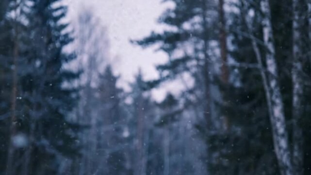 Winter Forest Snowfall: A serene winter forest scene, with tall pine trees dusted in snow, as delicate snowflakes gently fall, creating a tranquil and ethereal atmosphere.