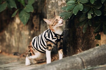 Tabby cat wearing striped shirt looking up © Nori