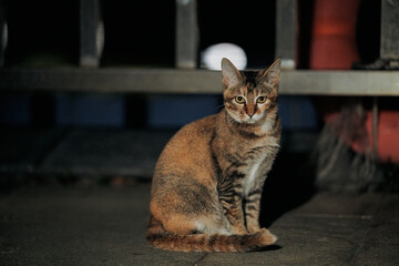 Brown tabby cat sitting outdoors at night © Nori
