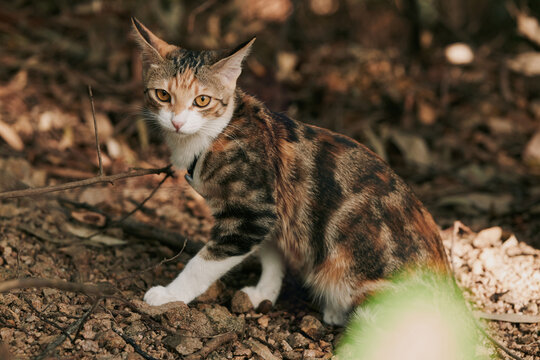 Tabby cat walking through dry forest ground