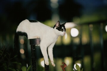 Black and white cat standing on metal pole at night © Nori