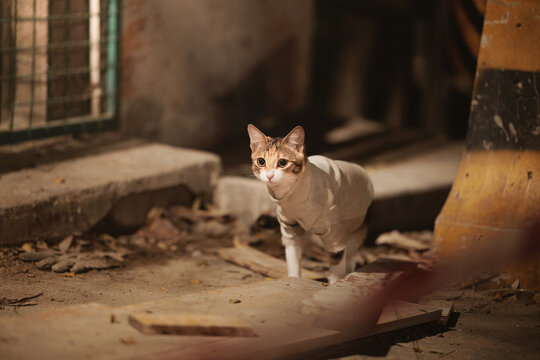 Stray cat wearing medical bandage in urban alleyway