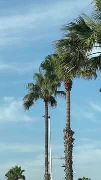 Tall palm trees against a clear blue sky