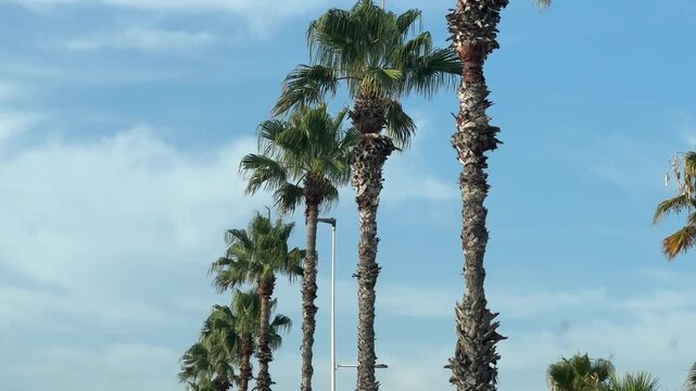 Row of palm trees against a blue sky