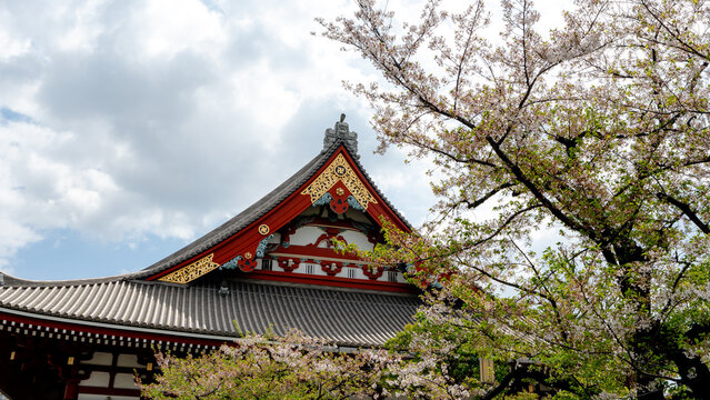 Senso-ji Temple rooftop surrounded by cherry blossoms