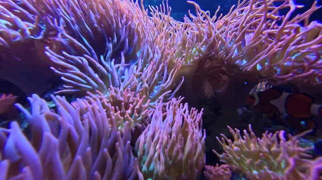 Close-up underwater video clip of tang fish swimming near pink sea anemone tentacles on a coral reef