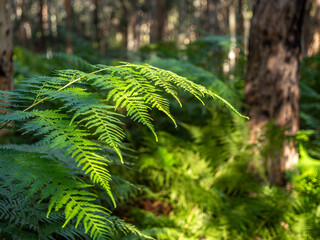 Close-up of green fern frond illuminated by sunlight in a dense forest © Gennadi