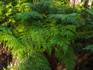 Lush green fern fronds growing in a tropical rainforest floor with sunlight © Gennadi
