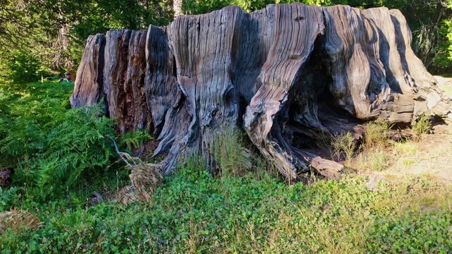 The historic stump of the Mark Twain Tree remains preserved in Kings Canyon National Park