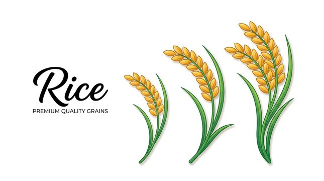Three golden rice stalks with green leaves vector illustration alongside "Rice PREMIUM QUALITY GRAINS" typography on a clean white background.