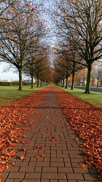 Autumn park path covered in fallen brown leaves