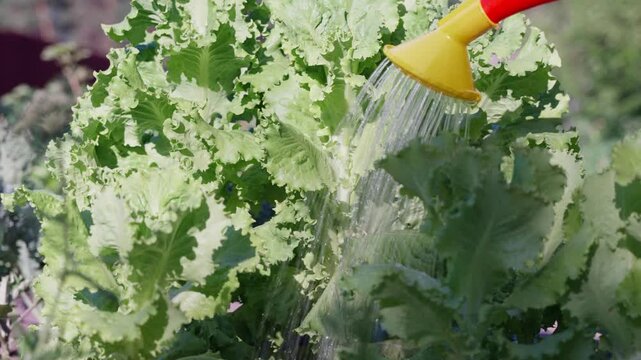 Yellow watering nozzle sprays fine water streams onto fresh curly lettuce in bright sunny garden, showing close detailed view, glossy leaf texture, soft background blur, and clean agricultural feel