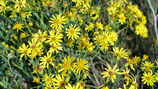 Bright yellow flowers grow in a field during a sunny day in a rural area surrounded by green plants