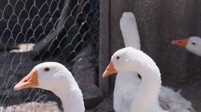 Three white domestic geese stand inside wire fenced farm enclosure, shown in side view with orange beaks, soft feathers, rustic wall, calm daylight, and quiet rural background setting
