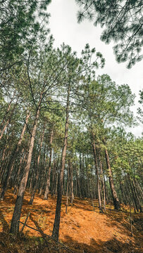 Pinos naturales hacen bosque en la sierra de Mazamitla Jalisco M&eacute;xico 
