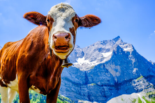 cow at the valley in austria - alpe eng