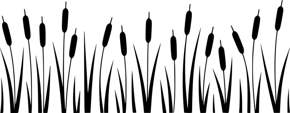 きれいな白い背景の境界線に隔離されたガマの植物と沼地の草のミニマリストな黒いシルエット