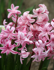Obraz premium Hyacinths are blooming in the garden