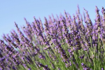 Obraz premium Texture of a blooming lavender field. Lush blooming purple lavender field with shallow depth of field and soft selective focus.